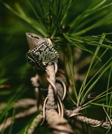 画像7: CALEE(キャリー) / MEXICAN TASTE JAPANESE FUKU RING (7)